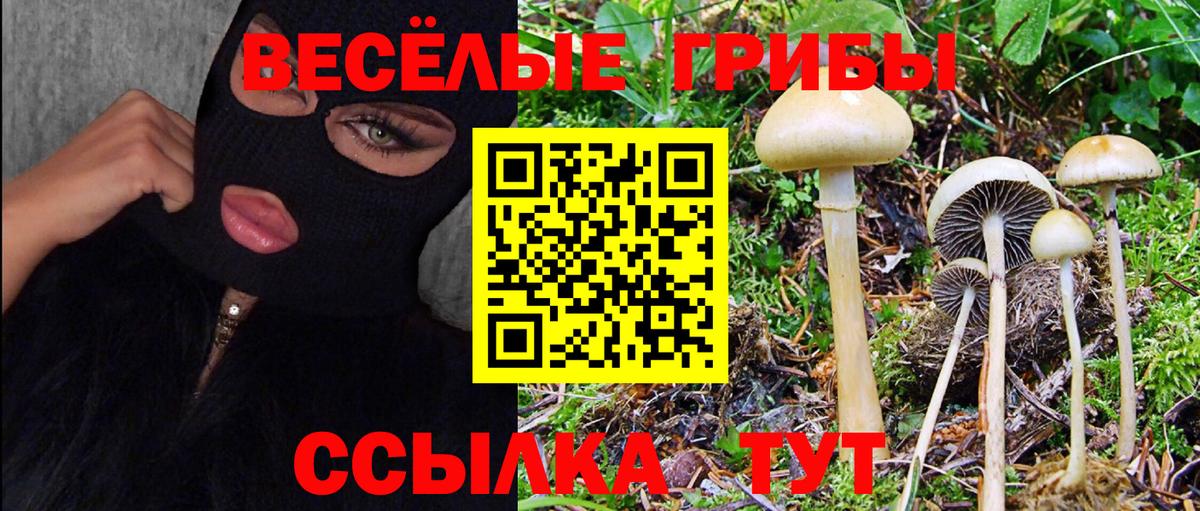 Галлюциногенные грибы Cubensis  Псилоцибиновые грибы мицелий  Вход с VPN  Сорочинск 